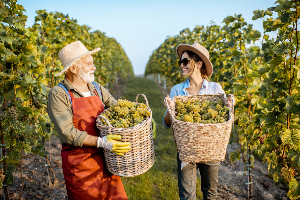 lush vineyards