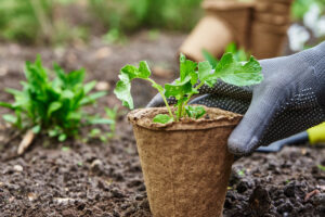 green living